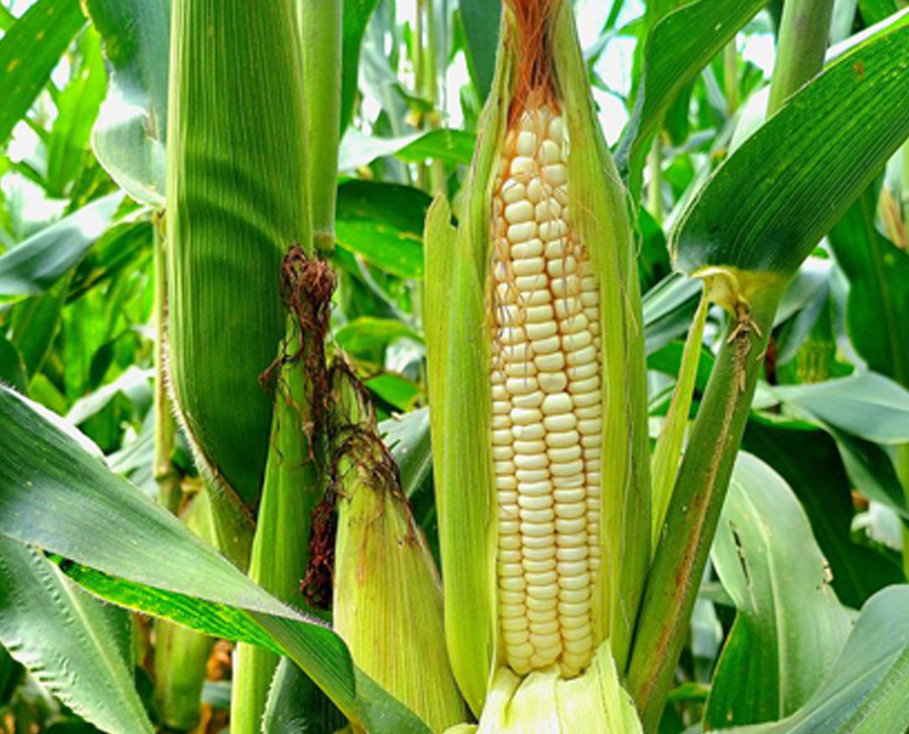 909 X 734 maize4